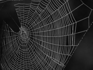 Cobweb